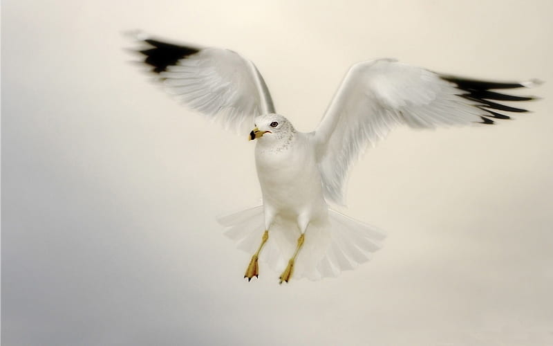 white seagull landing-Birds high-definition, HD wallpaper