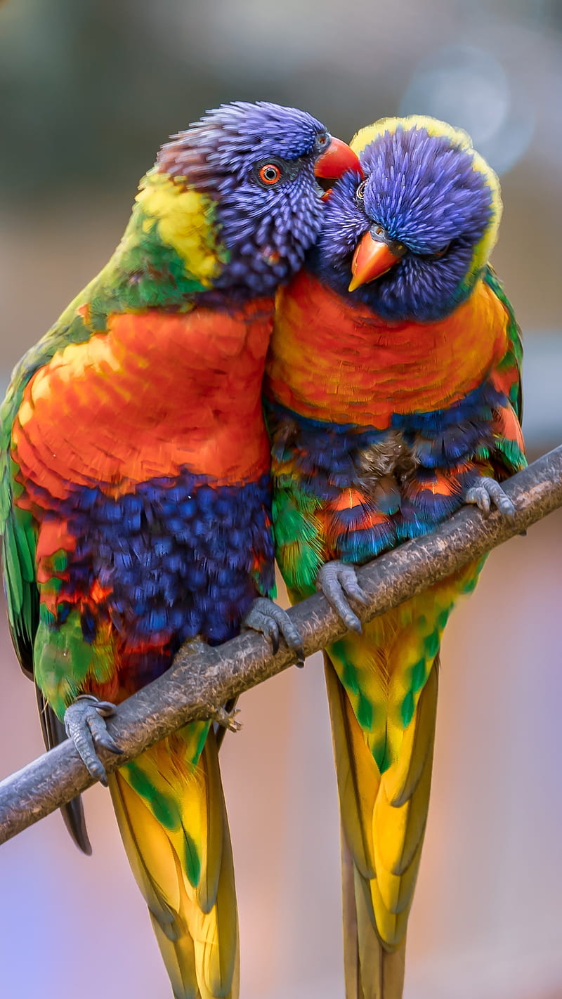 Rainbow Lorikeet , rainbow lorikeet, bird, parrot, love, wildlife, HD phone wallpaper