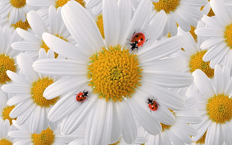 :-), ladybug, texture, flower, yellow, white, skin, daisy, HD wallpaper
