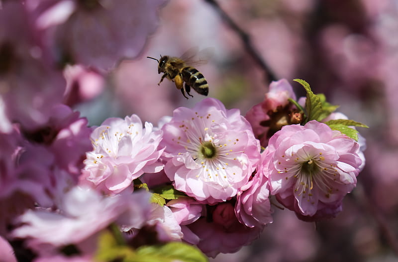 black and yellow bee on pink flower, HD wallpaper
