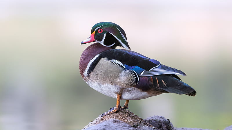 Colorful Wood Duck Is Standing On Sand In Blur Background Birds, HD wallpaper
