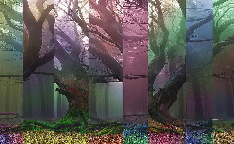cut tree , cut, forest, colorful, stlyzed, tree, colourised, new, HD wallpaper