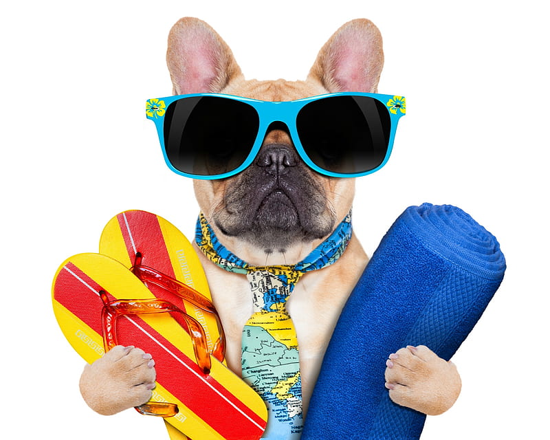 :), red, colorful, paw, caine, tie, yellow, animal, sunglasses, summer, funny, dog, blue, HD wallpaper