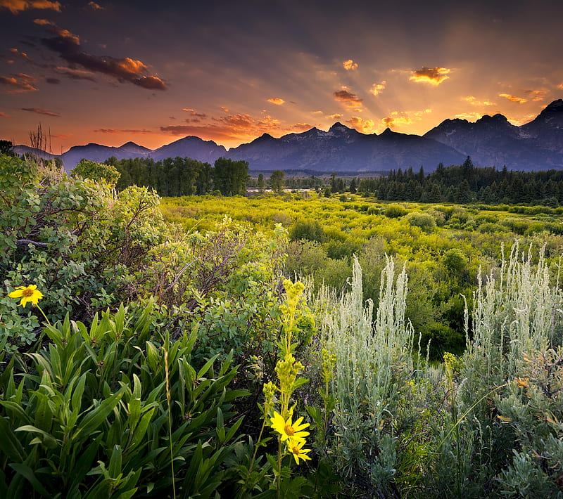 Grand Teton, field, flowers, mountain, national park, sunset, HD wallpaper