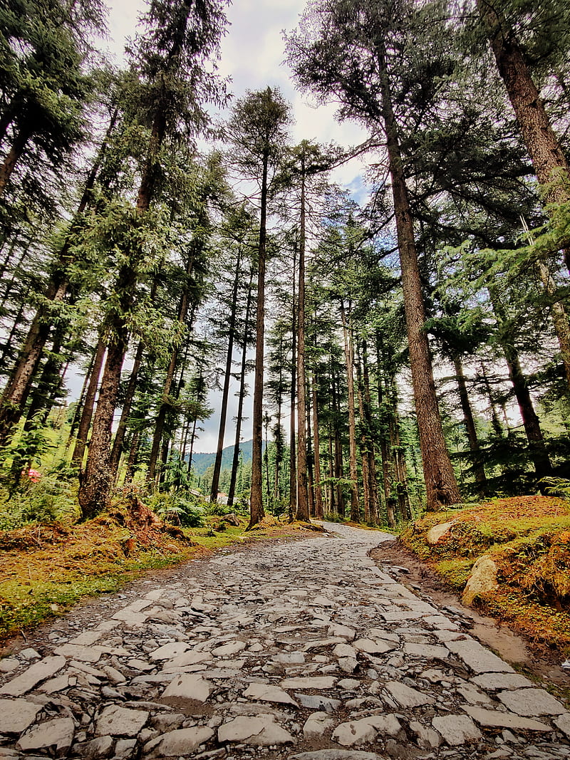 HIMACHAL PRADESH, forest, green, himachal, love, HD phone wallpaper | Peakpx