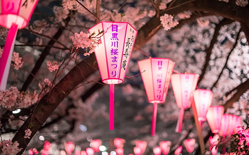 Lantern Cherry blossom Branches night time, Sakura Night, HD wallpaper