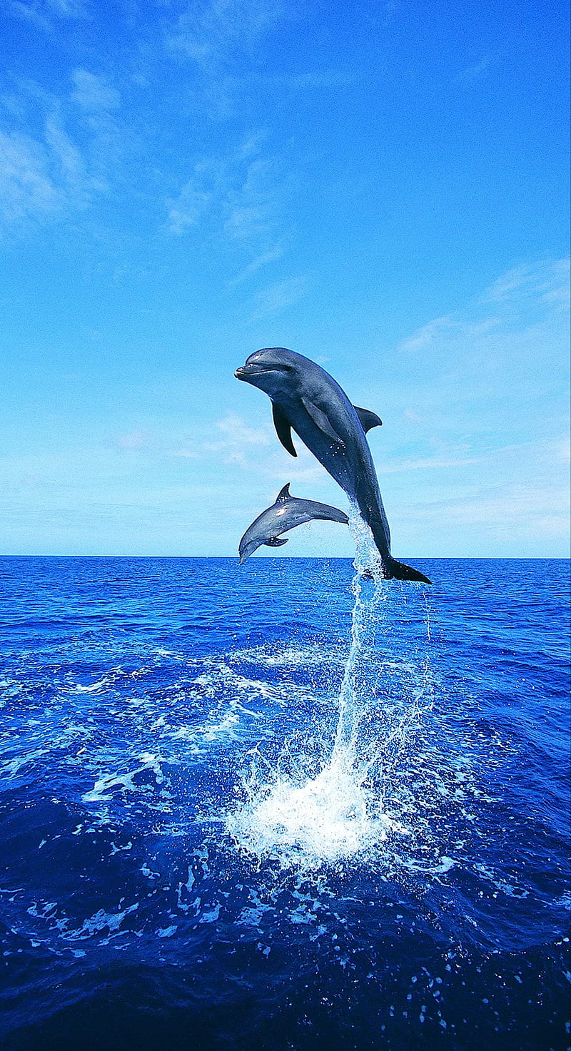 fish, dolphin, blue, HD phone wallpaper