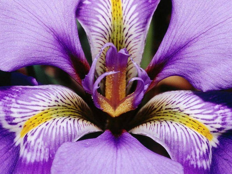 Iris Flower, flower, purple, iris, HD wallpaper