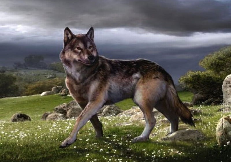 The Dire Wolf, grey wolf, dire wolf, prehistoric animals, wolves, animals, dogs, HD wallpaper