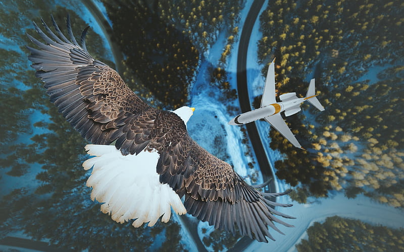 Eagle, plane predatory bird, view from above, wildlife, creative, HD wallpaper