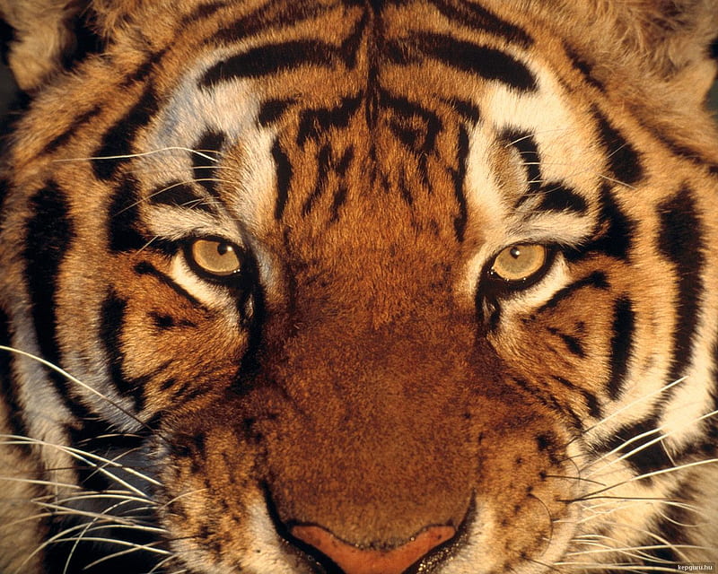 Bengal Tiger 3D, bengal, 3d, beast, tiger, animals, HD wallpaper