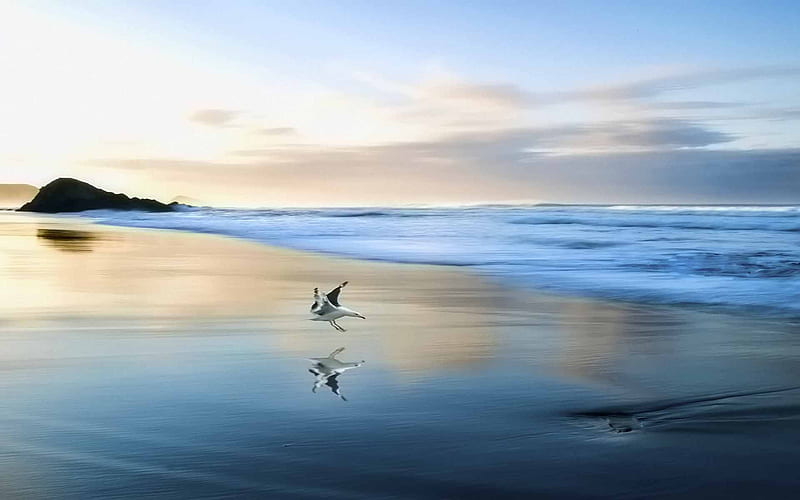 Curious, bird, rock, ocean, reflection, seagull, sky, blue, wave, HD wallpaper