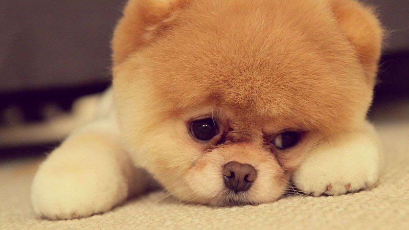 Sad Brown Cute Puppy Is Lying Down On Floor Animals, HD wallpaper