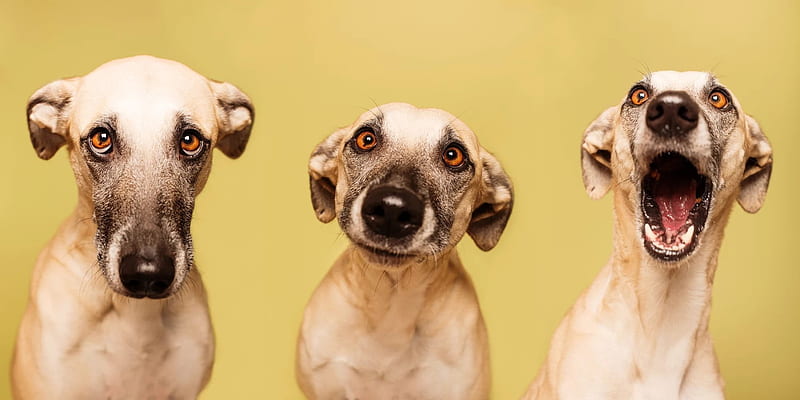 :), trio, caine, wieselblitz, funny, face, elke vogelsang, animal, dog, HD wallpaper