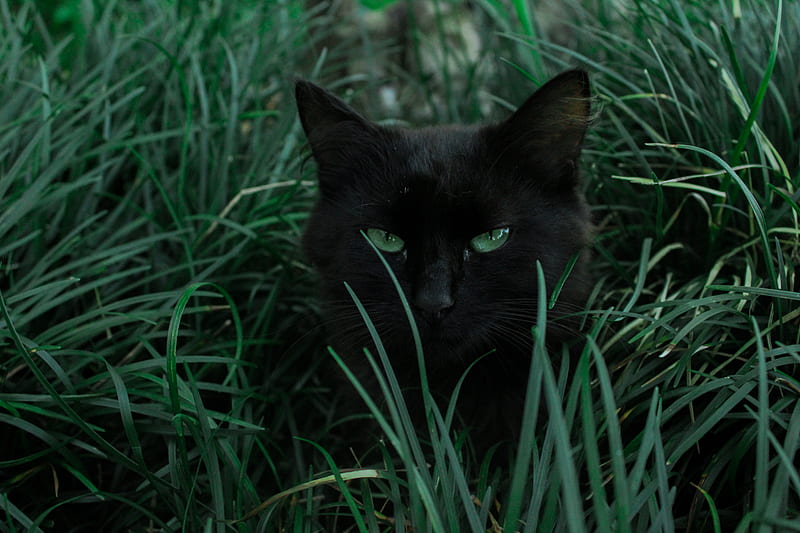 black cat hiding behind green grass, HD wallpaper