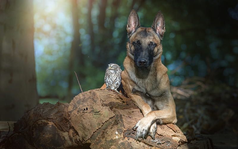 Dogs, Belgian Malinois, Dog, Owl, HD wallpaper