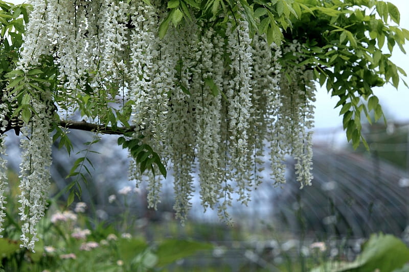 *** The beautiful wisteria ***, glicynia, kwiaty, nature, drzewa, HD wallpaper