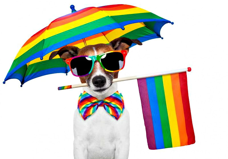 Happy Summer!, colorful, umbrella, caine, rainbow, bow, flag, animal, sunglasses, cute, funny, puppy, dog, HD wallpaper