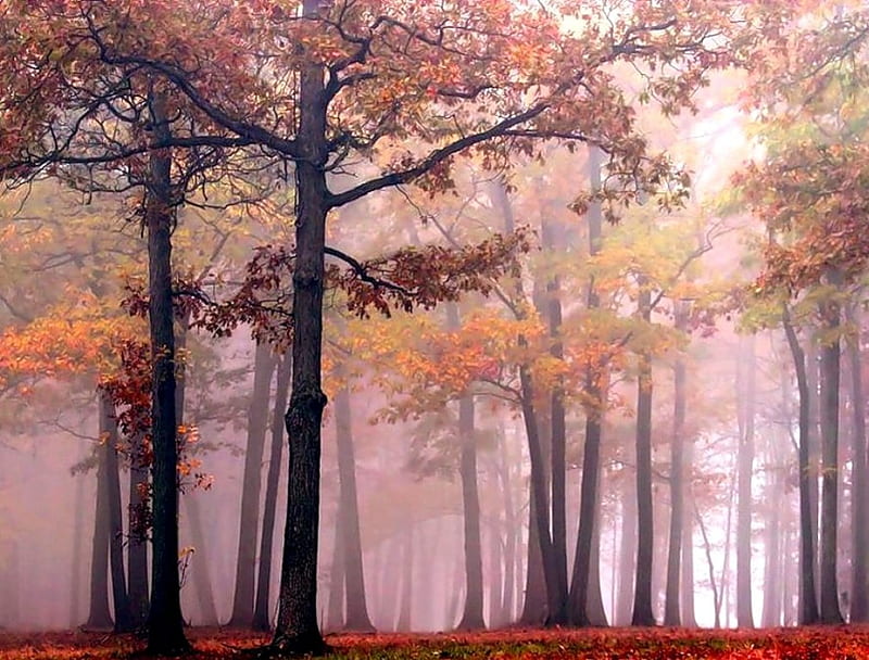 Forest in autumns color, forest, colorful, view, colors, bonito, fog, tree, splendor, peaceful, color, nature, landscape, wood, HD wallpaper Forest in autumns color, forest, colorful, view, colors, bonito, fog, tree, splendor, peaceful, color, nature, landscape, wood, HD wallpaper