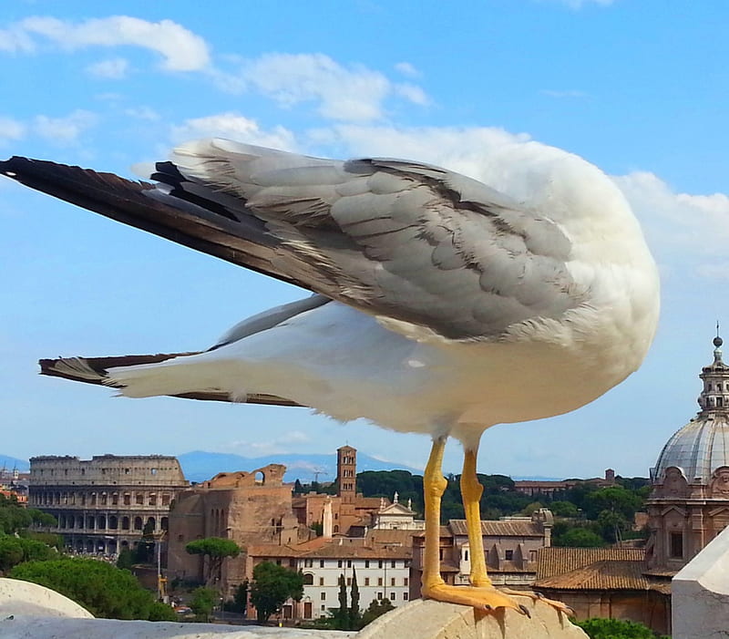 seagull at vittoriano, sun, view, birds, seagull, sky, clouds, bird, landscape, blue, HD wallpaper