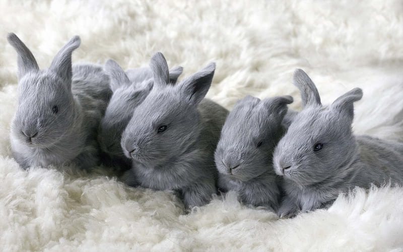 *** Sweet family ***, family, bunny, easter, animals, animal, sweet, HD wallpaper