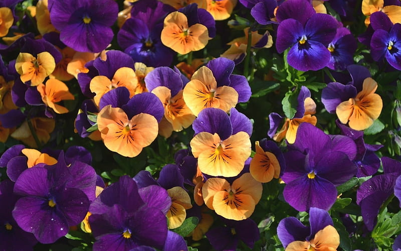 Pansies, viola, orange, flower, flowers, violet, pansy, violas, HD wallpaper