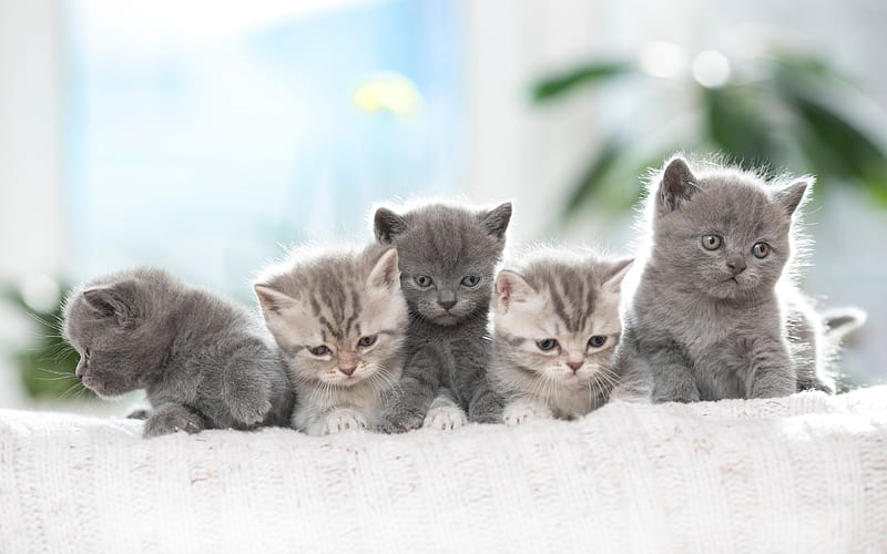 small gray kittens, British shorthair cats, family, fluffy kittens, cute animals, pets, cats, HD wallpaper