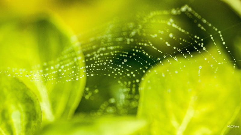 Summer Spider Web, raindrops, dew, spring, spider web, lime, leaves, summer, rain, peridot, morning, dew drops, HD wallpaper