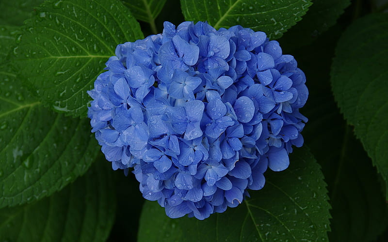 hortensia azul ***, flor, flores, naturaleza, hortensia, Fondo de pantalla  HD | Peakpx