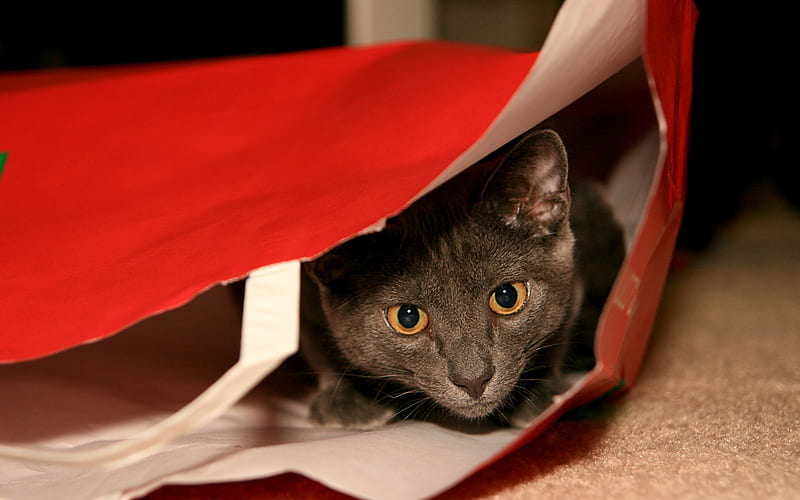 Hiding in a paper bag cat, HD wallpaper