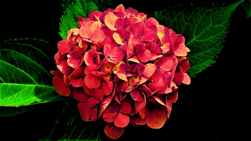 Flor de hortensia roja de primavera con hojas verdes en flores de negro,  Fondo de pantalla HD | Peakpx