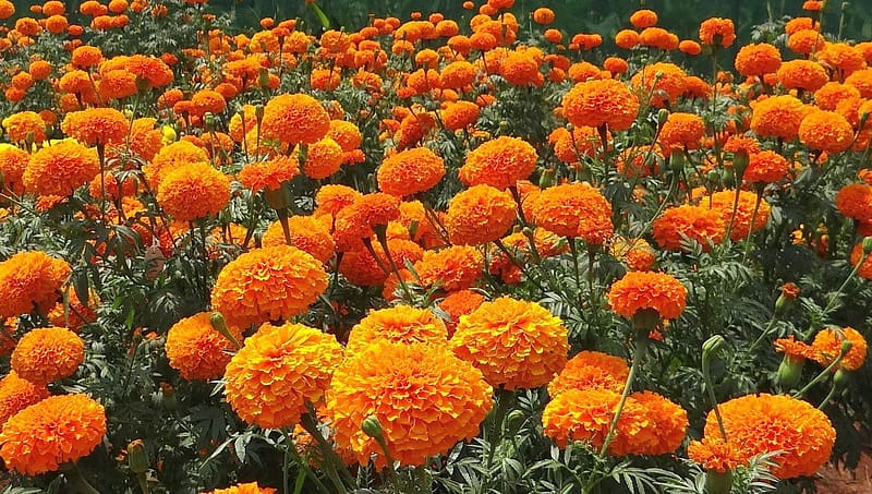 marigold, garden, orange, flower, HD wallpaper