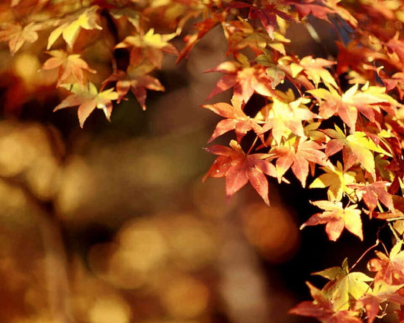 otoño o automn, hojas muertas, vibrant, colors, autumn, HD wallpaper