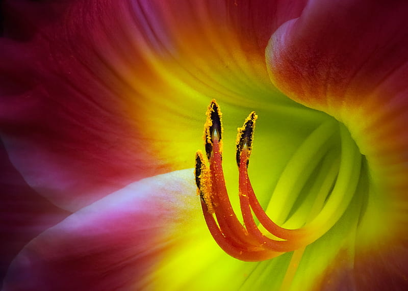 Lily, red purple, close up, green, inside, yellow, stamen, HD wallpaper