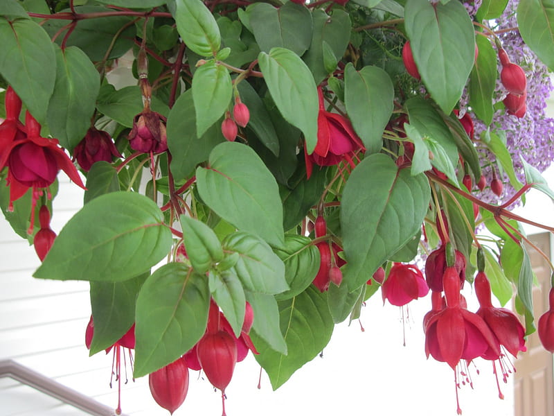 Flowers in Hanging Basket 49, red, graphy, green, Flowers, fuchsia, HD wallpaper