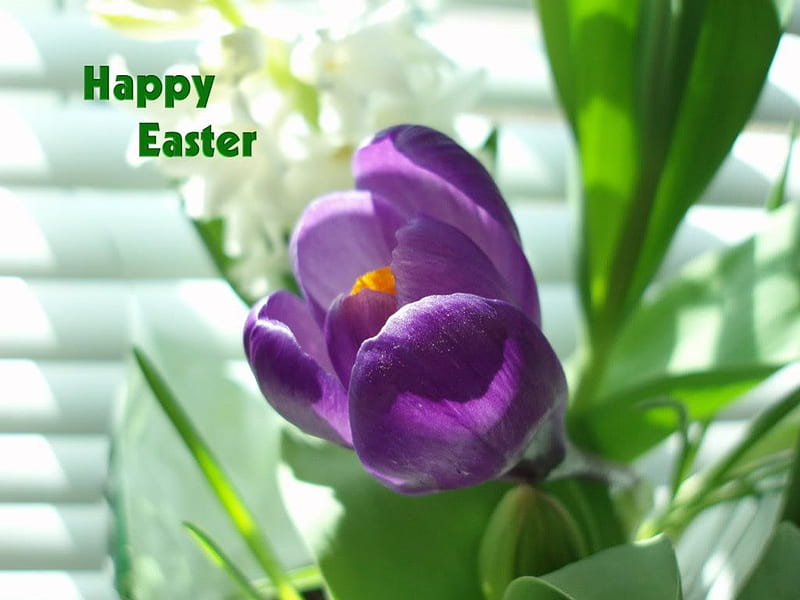 Happy Easter!, purple, holiday, flowers, spring, blinds, happy easter