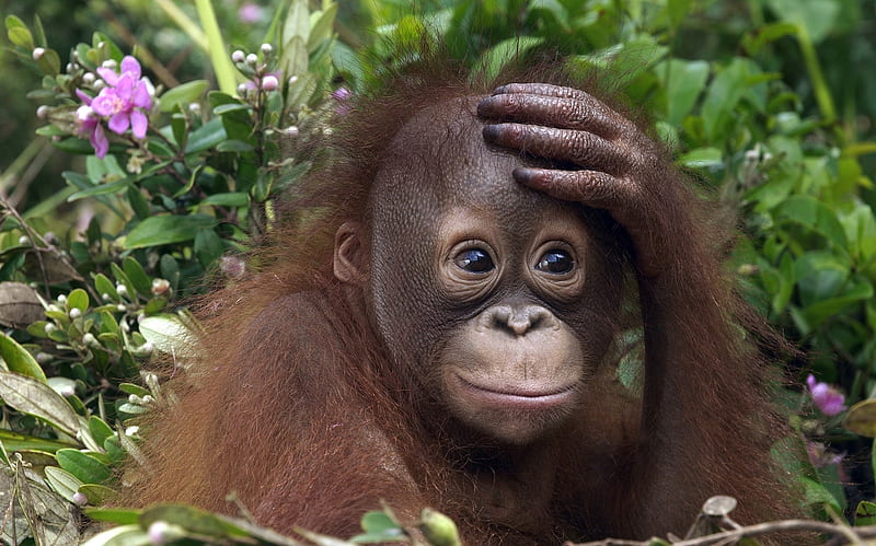 orangutan, primate, head, plants, HD wallpaper