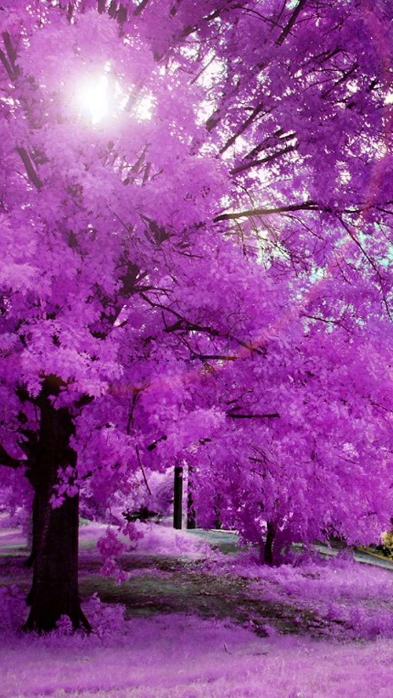 árbol rosado, color, naturaleza, rosa, árbol, Fondo de pantalla de teléfono  HD | Peakpx