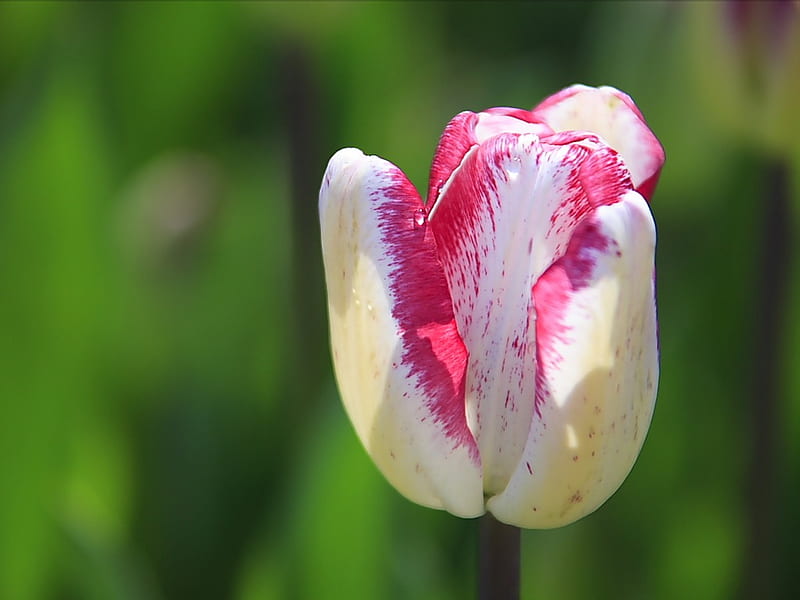 Single Tulip- White Red Tulip Flower, HD wallpaper
