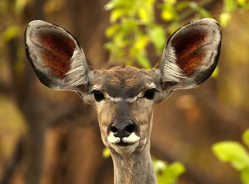 Animal, Kudu, Africa, Antelope, Bokeh, Kafue National Park, Wildlife, Zambia, HD wallpaper