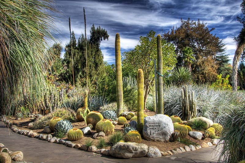 Landscape, Park, Cactus, HD wallpaper
