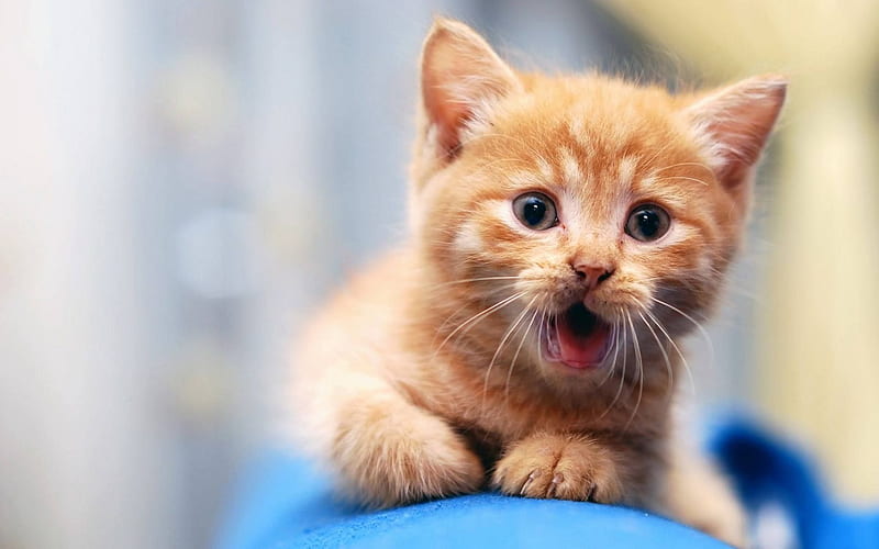 Ginger kitten, domestic cat, ginger cat, pets, cats, cute animals, kittens,  HD wallpaper | Peakpx