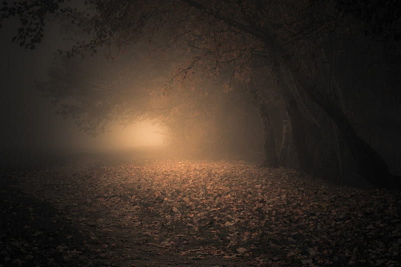 Dark Path, path, nature, trees, dark, HD wallpaper