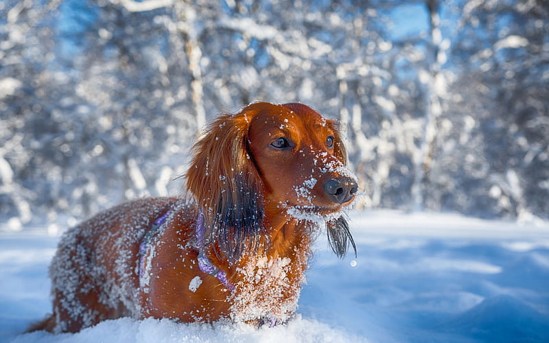 Dachshund, winter, dogs, pets, brown dachshund, snowdrifts, cute animals, Dachshund Dog, HD wallpaper