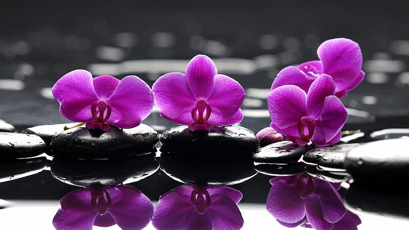 Live on . Purple flowers , Orchid , Purple orchids, Blue and Purple Orchids, HD wallpaper