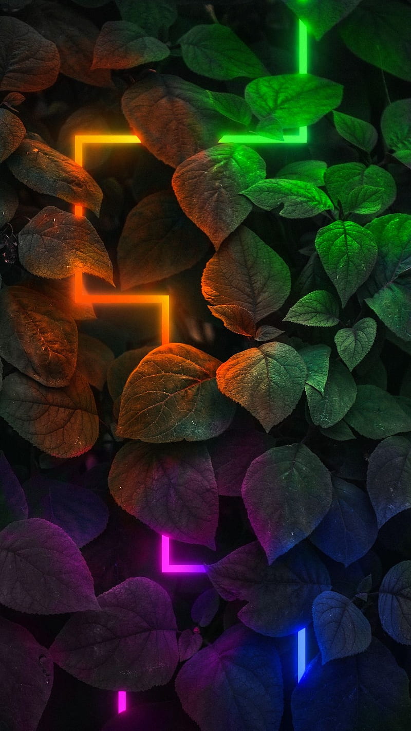 Cinematic, colors, dark leaves, light, nature, neon, HD phone wallpaper |  Peakpx