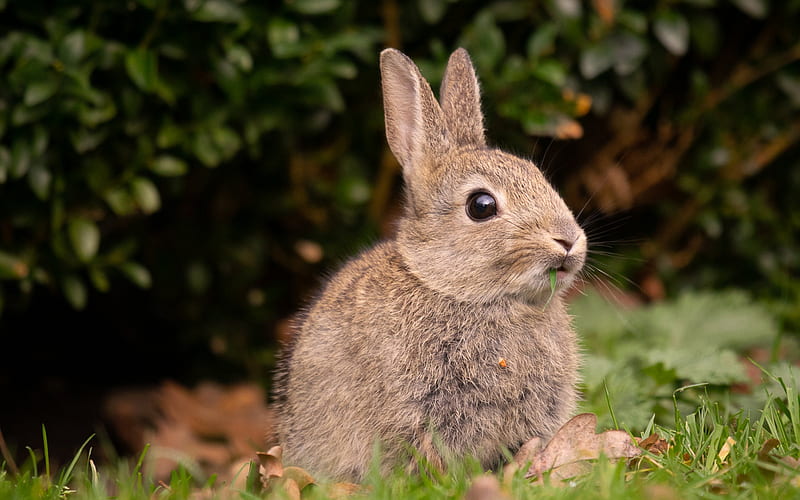 rabbit, wildlife, gray rabbit, green grass, cute animals, HD wallpaper
