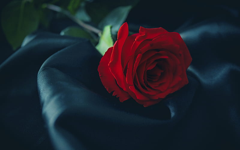 black silk, red roses close-up, red flowers, bokeh, roses, HD wallpaper