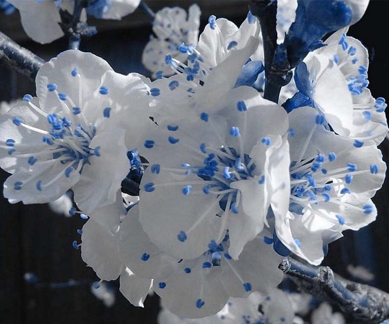 Speckled Blues, flowers, white, branch, blue, HD wallpaper