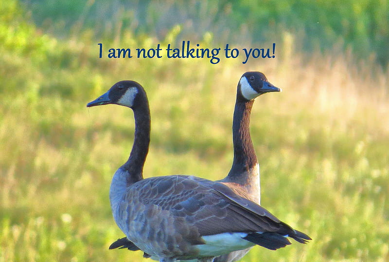 Not Talking to You, geese, angy, attitude, indifference, nature, funny, goose, humorous, HD wallpaper